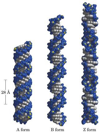 DNK je fleksibilan ilan molekul, moze imati razlicite konformacione forme u zavisnosti od sekvence baza i/ili uslova izolovanja B-DNK (Watson-Crick struktura)-desna zavojnica, precnik heliksa 2.