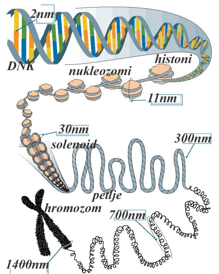 Pakovanje DNK u ćeliji Eukarioti DNK spakovana