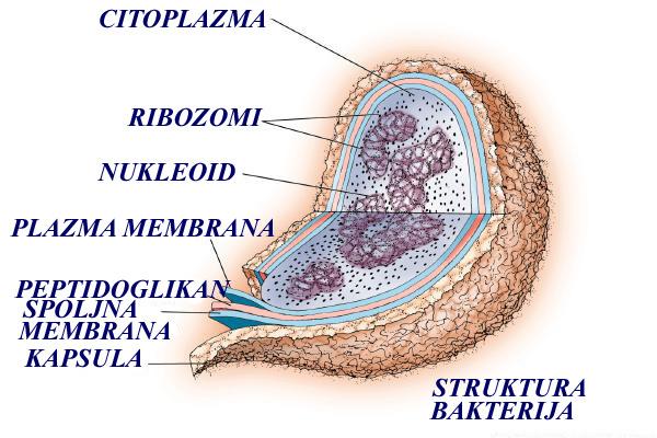 nehistonskim proteinima Prokarioti