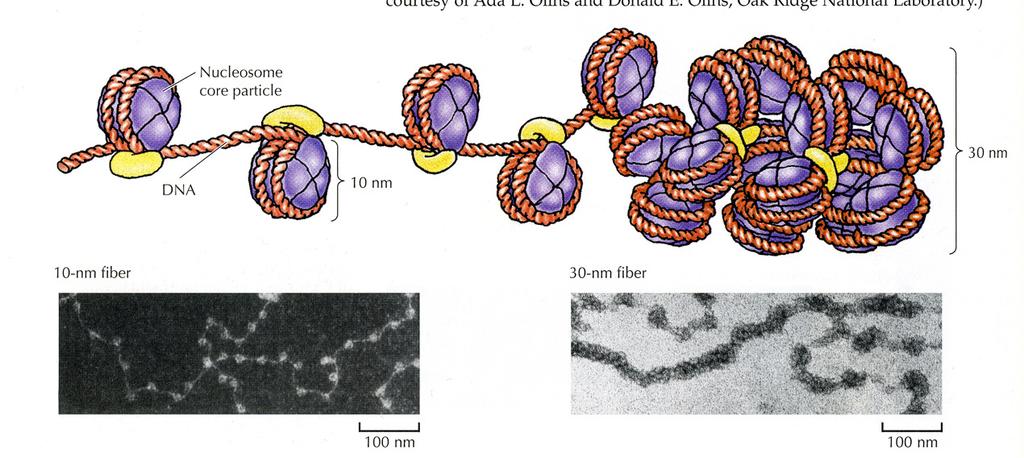 30 nm vlakno