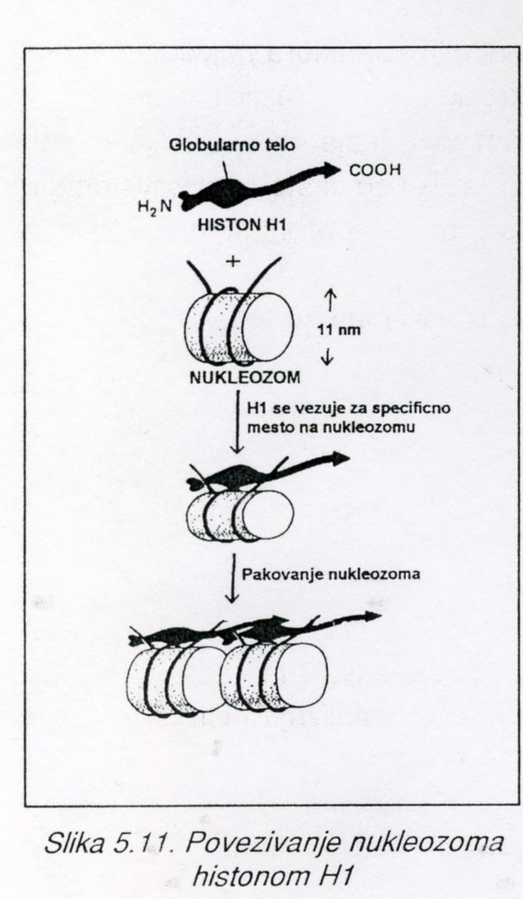 pakovanja