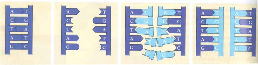 SEMIKONZERVATIVNI MODEL REPLIKACIJE roditeljski molekul DNK razdvajanje lanaca pri čemu će svaki