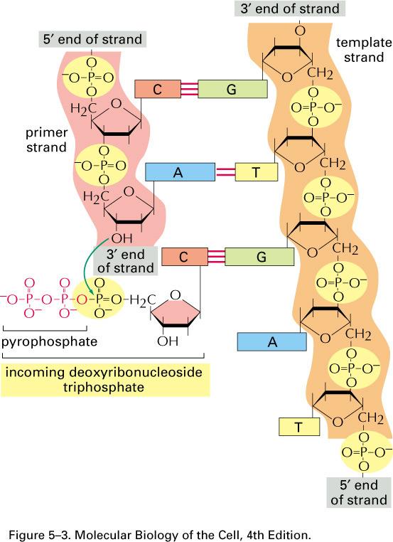 formira se estarska veza izmedju 5 fosfata novog nukleotida i 3 hidroksilne grupe na kraju lanca koji se sintetiše sinteza novog lanca u 5 3 smeru, na osnovu komplementarnosti DNK polimeraza se