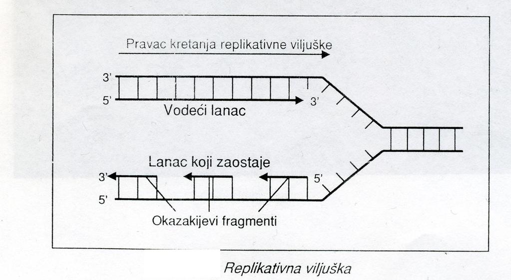 Replikativna viljuška Replikativna viljuška je asimetrična, oba lanca se sintetišu u 5-3 smeru, ali jedan lanac se sintetiše kontinuirano (vodeći