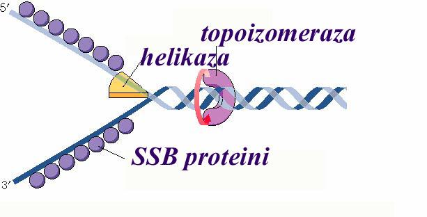 Razdvajanje lanaca DNK i formiranje replikativne viljuške 1. DNK helikaze (mašine na ATP pogon)-omogućavaju raskidanje H-veza i otvaranje dvolančane zavojnice 2.