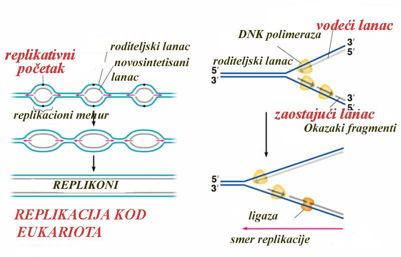 Replikacija DNK kod eukariota Replikacija počinje na više mesta duž hromozoma - replikoni, što