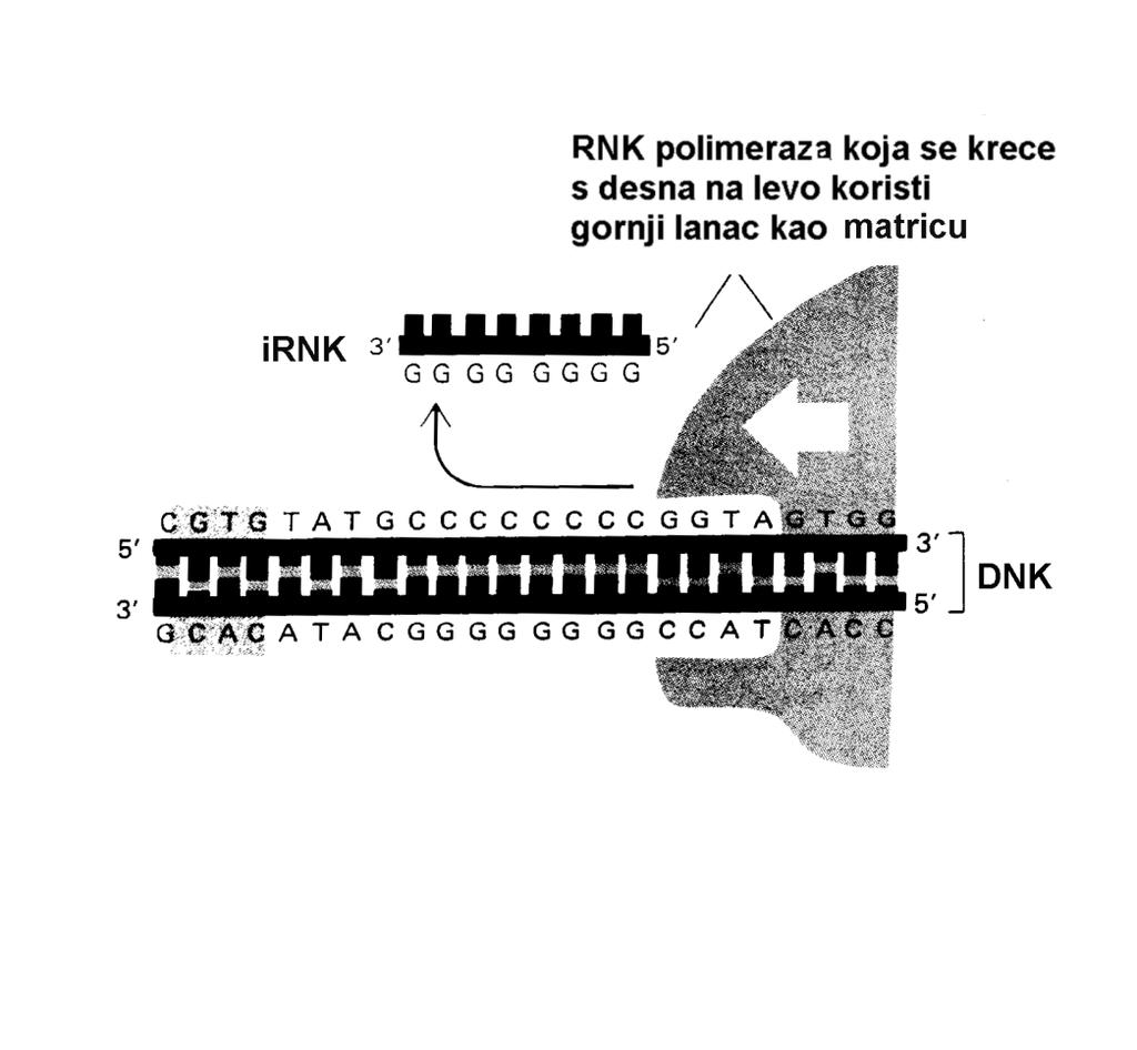 Orijentacija promotora i izbor lanca-matrice Novosintetisani lanac RNK je i po smeru i po redosledu nukleotida identičan lancu DNK koji