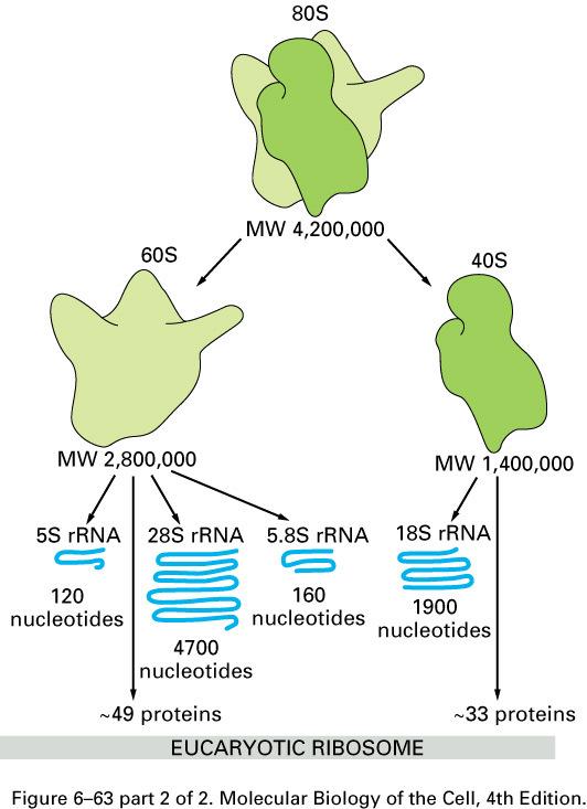Translacija sinteza proteina Proces prevodjenja sekvence nukleotida mrnk
