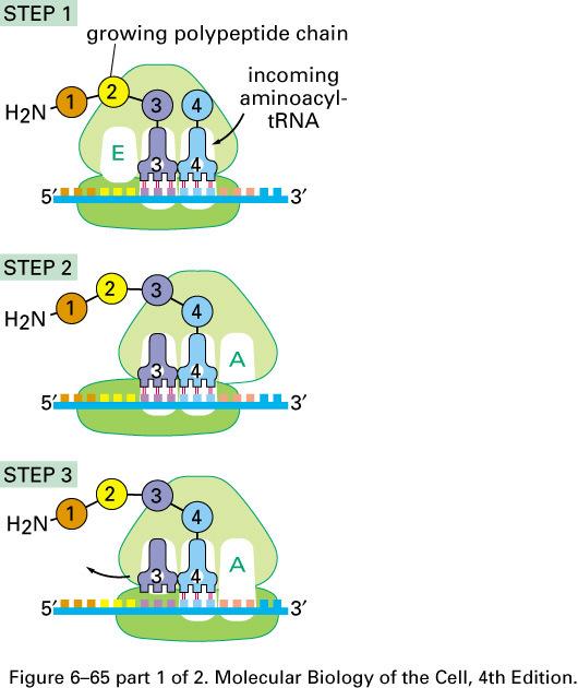 Sinteza proteina u tri koraka Peptidil transferaza