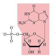 Dezoksiribonukleotidi NUKLEOTID: SKRAĆENICE: NUKLEOZID: dezoksiadenozin-5'-monofosfat dezoksiadenozinmonofosfat 5'-dezoksiadenilna kiselina dezoksiadenilat