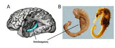 1.ΕΙΣΑΓΩΓΗ 1.Ιππόκαμπος Ο ιππόκαμπος είναι μία από τις πιο καλά μελετημένες δομές του Κεντρικού Νευρικού Συστήματος των θηλαστικών.