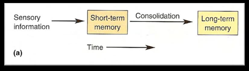 Αυτές οι παρατηρήσεις οδήγησαν στο συμπέρασμα ότι οι μνήμες αποθηκεύονται αρχικά ως βραχύχρονες μνήμες και βαθμιαία μετατρέπονται σε μόνιμες, μέσω μιας διαδικασίας που ονομάζεται μνημονική εδραίωση