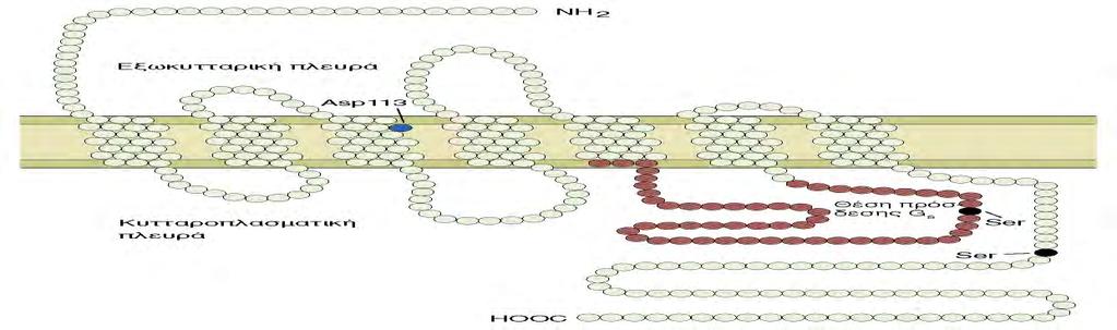 στο αμινοξύ κυστεΐνη (cysteine-rich domains, CRDs) στις εφτά διαμεμβρανικές έλικες του υποδοχέα και στο καρβοξυ- τελικό άκρο του.