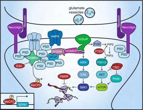 Εικόνα 30: Αλληλεπιδράσεις υποδοχέων NMDA και mglur5 με διάφορες μετασυναπτικές πρωτεΐνες.