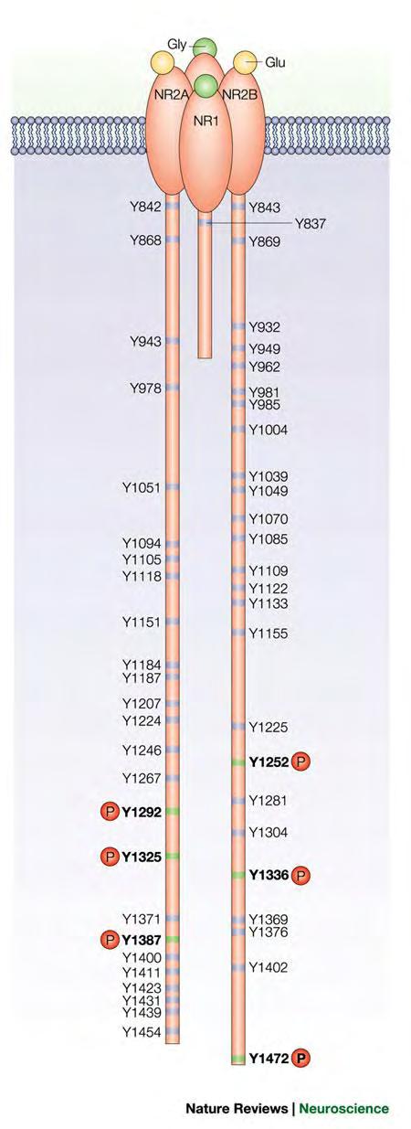 οποίες περιλαμβάνονται οι Tyr1252, Tyr1336 και Tyr1472, με την τελευταία να αποτελεί την πιο κοινή θέση φωσφορυλίωσης της Fyn in vitro (Nakazawa et al. 2001).