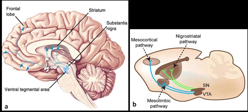 Εικόνα 35: Απεικόνιση των κύριων ντοπαμινεργικών οδών του εγκεφάλου (α) στον άνθρωπο και (b) σε ενήλικο αρουραίο.