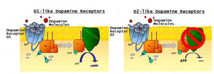 Εικόνα 36: Απεικόνιση της σηματοδότησης των 2 κατηγοριών D1-like και D2-like υποδοχέων ντοπαμίνης. Οι υποδοχείς ντοπαμίνης φαίνεται να έχουν μία ευρεία έκφραση στον εγκέφαλο αλλά και στην περιφέρεια.