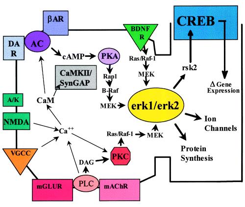 ποικιλία στην ρύθμιση των ERK1/2 στον ιππόκαμπο, υποδεικνύοντας τον ευρέως διαδεδομένο και αποδεκτό ρόλο του καταρράκτη των ERK1/2 κινασών τόσο σε βραχυπρόθεσμες όσο και σε μακροπρόθεσμες μορφές της