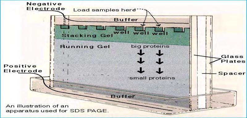 πολυπεπτίδια τα οποία έχουν αποκτήσει καθαρό αρνητικό φορτίο λόγω του SDS και επομένως η ηλεκτροφορητική τους κινητικότητα είναι συνάρτηση μόνο του μοριακού τους βάρους. 3.5.