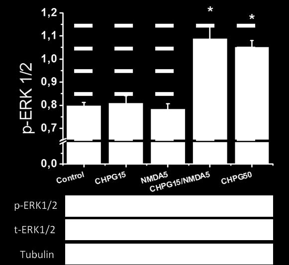 Ραχιαίος ιππόκαμπος Γράφημα 1: Ανάλυση western του επιπέδου φωσφορυλίωσης της ERK ½ κινάσης, ως λόγος προς τα επίπεδα ολικής πρωτεΐνης (terk) στις τομές του ραχιαίου ιππόκαμπου (dorsal hippocampus)