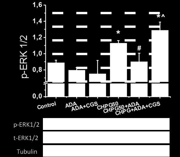 Για να διερευνηθεί περαιτέρω η εμπλοκή των υποδοχέων Α 2Α στην CHPG-επαγόμενη ενεργοποίηση της ERK1/2, εξετάσαμε την επίδραση της διέγερσης του mglur5 στα επίπεδα φωσφορυλίωσης της ERK1 / 2 σε