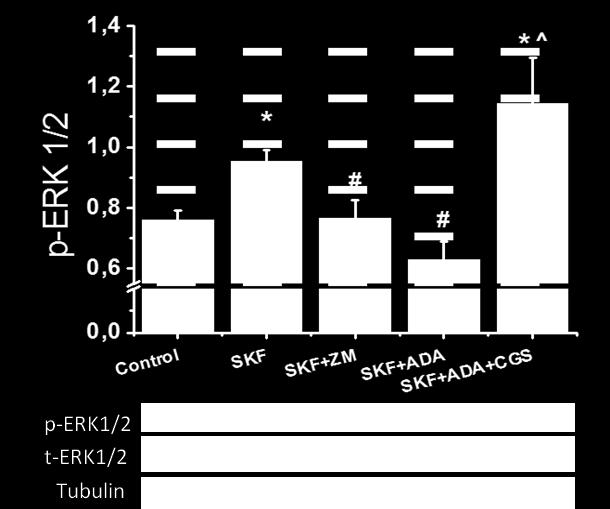 Γράφημα 8: Ανάλυση western του επιπέδου φωσφορυλίωσης της ERK ½ κινάσης, ως λόγος προς τα επίπεδα ολικής πρωτεΐνης (terk) στις τομές του ραχιαίου ιππόκαμπου (dorsal hippocampus) στις εξής