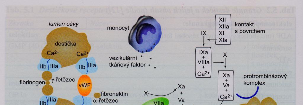 Úloha trombocytov Aktivácia a agregácia Tr = proces zahajovaný niektorým z