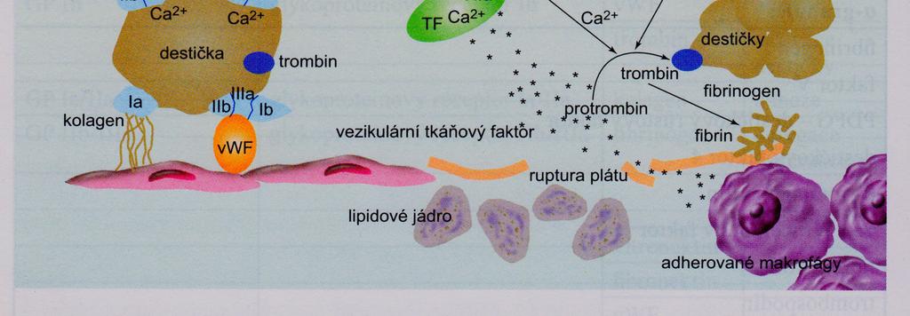 aktivátory Tr: adenozíndifosfát, serotonín