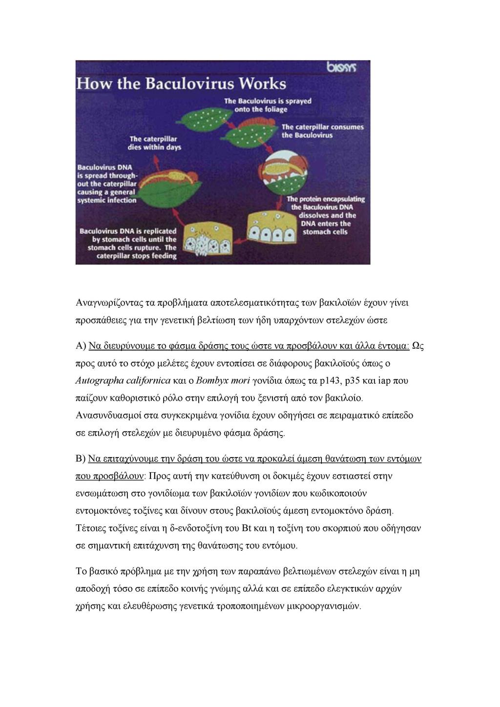 How the Baculovirus Works The Baculovirus is sprayed onto the foliage bow; The caterpillar dies within days The caterpillar consumes the Baculovirus Baculovirus DNA is spread throughout the