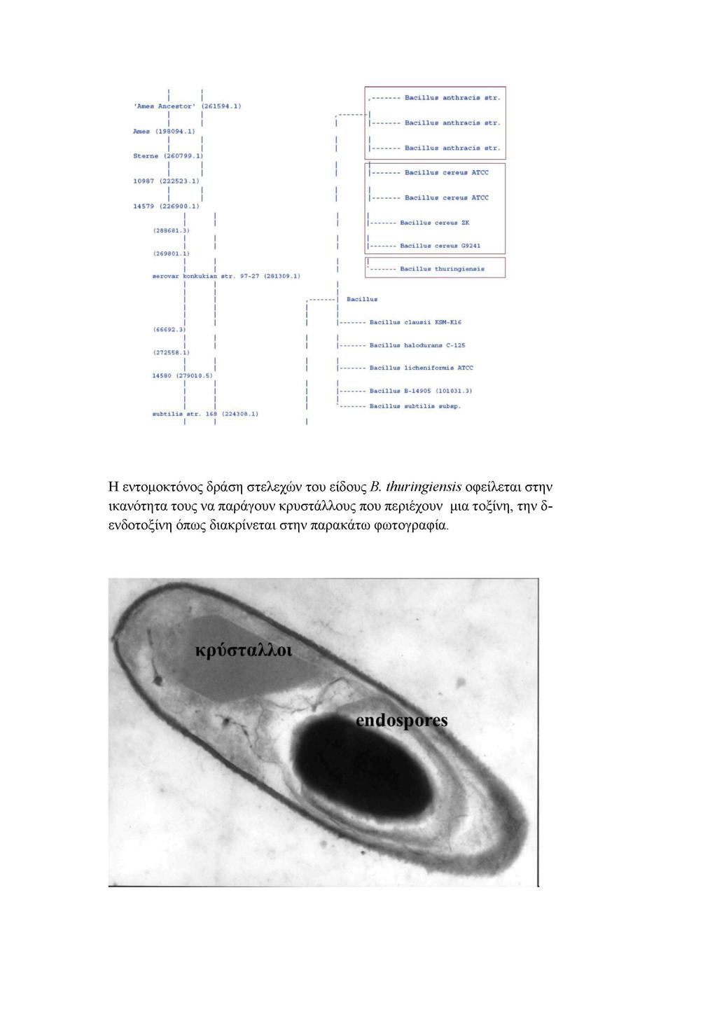 I I 'Ames Ancestor' (261594.1) Ames (198094.1) I I Sterne (260799.1 I I 10987 (222B23.1) 14579 1226900.1! Bacillus anthracis str. Bacillus anthracis str. I Bacillus anthracis str.