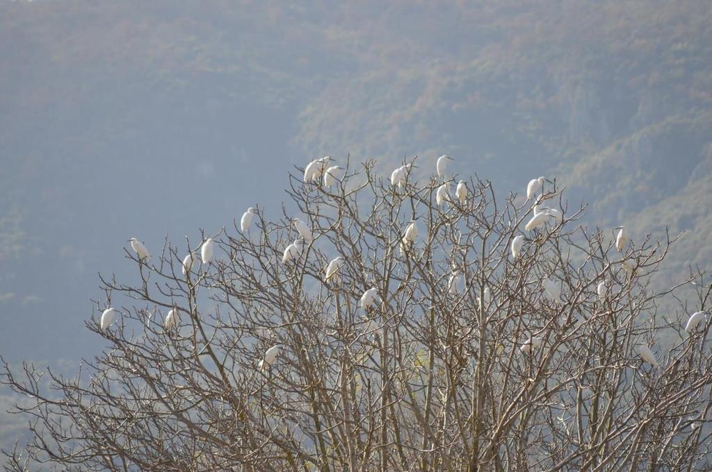 πεταλούδα (Carassius auratus gibelio) και η μπούλκα (Leuciscus cephalus albus) (Οικονόμου et al., 1999; Κουσουρής, 2015).