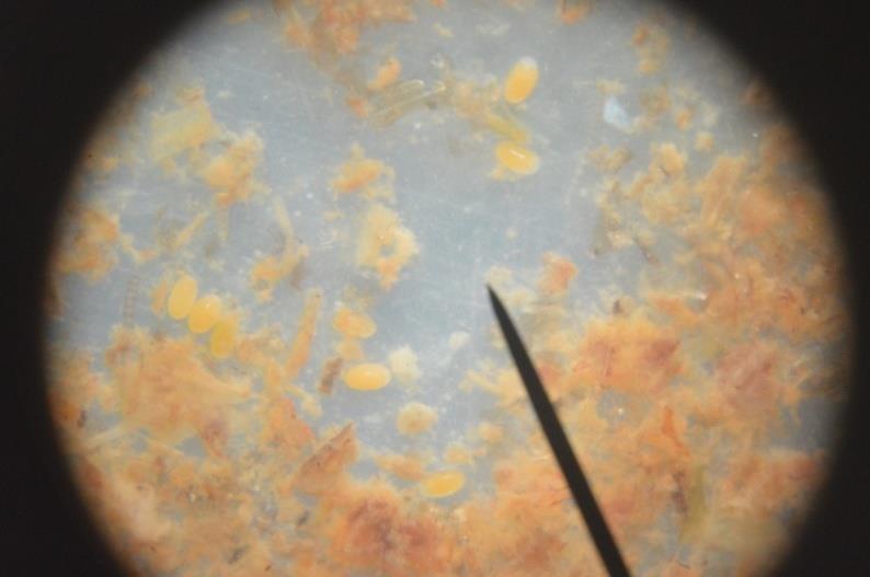 Πετραδάκια: Στο στερεοσκόπιο τα πετραδάκια εμφανίζονταν ως μικροί κόκκοι, οι οποίοι δεν άφηναν