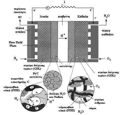 3. Ανάλυση της κυψέλης PEM Στην άνοδο το εισερχόµενο υδρογόνο υπό την επίδραση ενός καταλύτη - όπως θα δούµε παρακάτω είναι ο λευκόχρυσος Pt - οξειδώνεται και διασπάται σε πρωτόνια και ηλεκτρόνια.