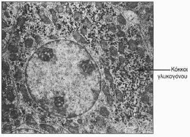 οι διαδικασίες αυτές ρυθμίζονται για την κάλυψη των ενεργειακών αναγκών των μυών μόνο. 6 Εικόνα 5 : Φωτογραφία ηλεκτρονικού μικροσκοπίου ενός ηπατικού κυττάρου.