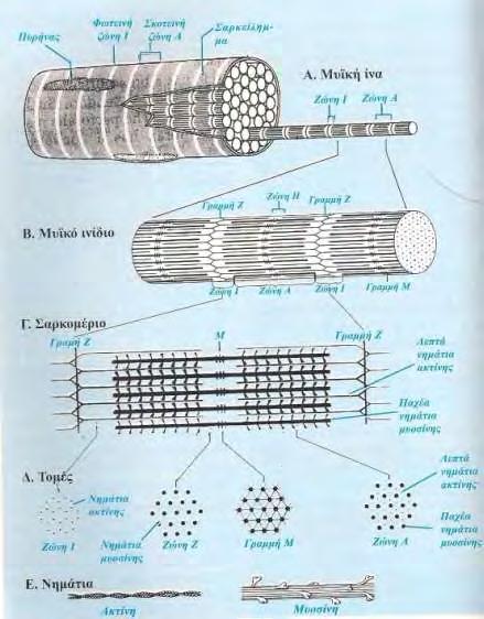 Εικόνα 3. Σχηματική παράσταση της δομής των σκελετικών μυών. Α. μυϊκή ίνα, Β. μυϊκό ινίδιο, Γ. σαρκομέριο, Δ. τομές διαφόρων σημείων του σαρκομερίου, Ε.