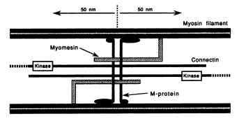 Εικόνα 9. Η διαμόρφωση της τιτίνης (connectin), της μυομεσίνης (myomesin) και της Μ- πρωτεΐνης (M-protein) στη γραμμη Μ του σαρκομερίου (Obermann et al., 1996).