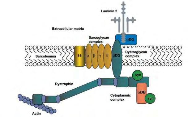 Εικόνα 12. Σύμπλεγμα πρωτεϊνών σχετιζόμενες με τη δυστροφίνη (DPC dystrophin protein complex) σε σκελετικό μυ. Απεικονίζεται η δυστροφίνη, η οποία συνδέεται στο NH 2 άκρο της με την ακτίνη.