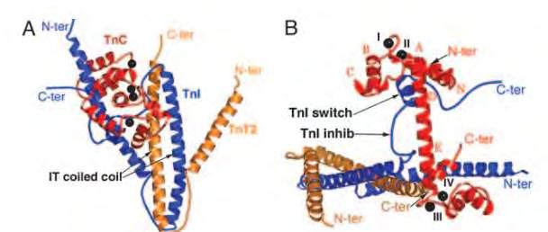 Εικόνα 16. Η δομή της σκελετικής πρωτεΐνης σε δύο προσανατολισμούς. Οι υπομονάδες της τροπονίνης είναι χρωματισμένες ως εξής: πορτοκαλί TnT2, μπλε TnI και κόκκινο TnC.
