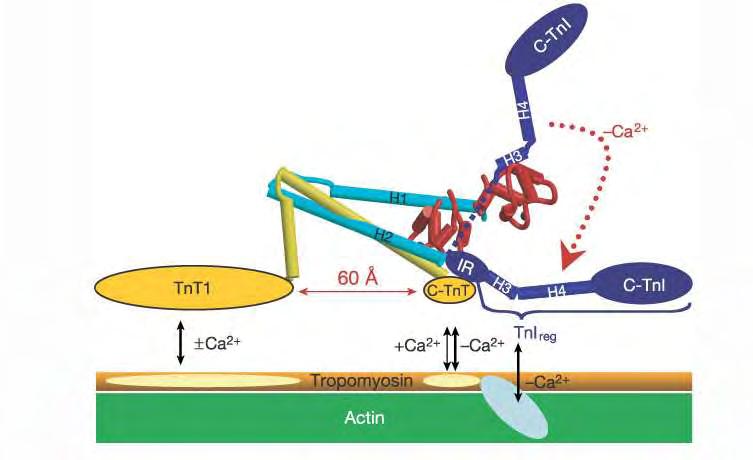 τροπονίνης. Αυτό συμβαίνει γιατί η TnI αναστέλλει τη δράση της S1 ΑTPάσης της μυοσίνης παρουσία της τροπομυοσίνης και της τροπονίνης και απουσία του Ca +2.