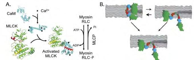 Ρυθμιστικές ελαφρές αλυσίδες- RLC Όσον αφορά τις RLC έχει φανεί ότι η φωσφορυλίωσή τους, ενώ δεν έχει καμία σημαντική επίδραση στη λειτουργία της μυοσίνης ως ATPάσης, αλλάζει τις ιδιότητες της