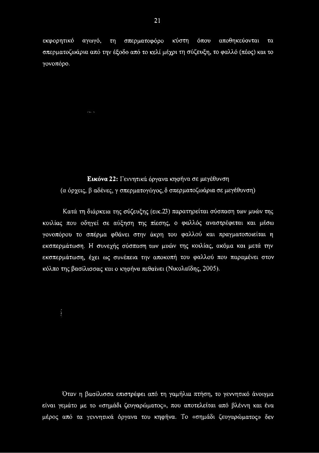 Εικόνα 22: Γεννητικά όργανα κηφήνα σε μεγέθυνση (α όρχεις, β αδένες, γ σπερματογώγος, δ σπερματοζωάρια σε