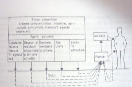 (după C. Răuţă şi col., 198 Figura 10.3.
