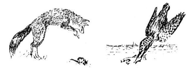 Crevettes Gobbides Labrides Altele 33 17 5 17 2 4 7 4 Alte exemple de coevoluţie: păsările frugivore care convieţuiesc în aceiaşi arbori (păsările de dimensiuni mici s-au adaptat în consumul