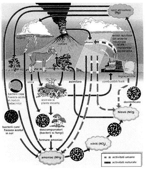 Figura 7.6. Ciclul biogeochimic al azotului (sursa Enciclopedia Britanică) 7.3.4.