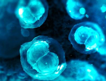 Η αμνιακή μεμβράνη ανήκει στους εμβρυογενείς υμένες του εμβρύου, είναι λεπτή και διαφανής στην κατασκευή της και αποτελείται από ένα παχύ στρώμα κολλαγόνου επάνω στο οποίο επικάθεται λεπτή βασική