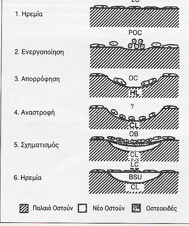 8 κ.α.) Τα ιόντα Ca που απελευθερώνονται εισέρχονται στους οστεοκλάστες με τη βοήθεια ενός ειδικού υποδοχέα ασβεστίου.