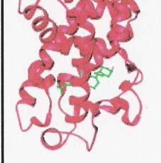 2: Κρυσταλλική δομή υποδοχέα βιταμίνης D Περιοχή δέσμευσης DNA (DNA binding domain) Hinge περιοχή (Hinge domain) Περιοχή δέσμευσης υποστρώματος (ligand binding domain) Ο