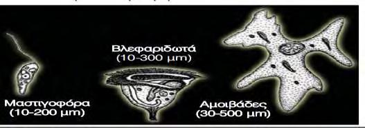 Εικόνα 3 : Πρωτόζωα(Ο.Ε.Ε.Λ.Σ. 2006) 2.1.3 Τριχόποδα Τα τριχόποδα επικρατούν μόνο σε αερόβιες συνθήκες εικόνα 4.