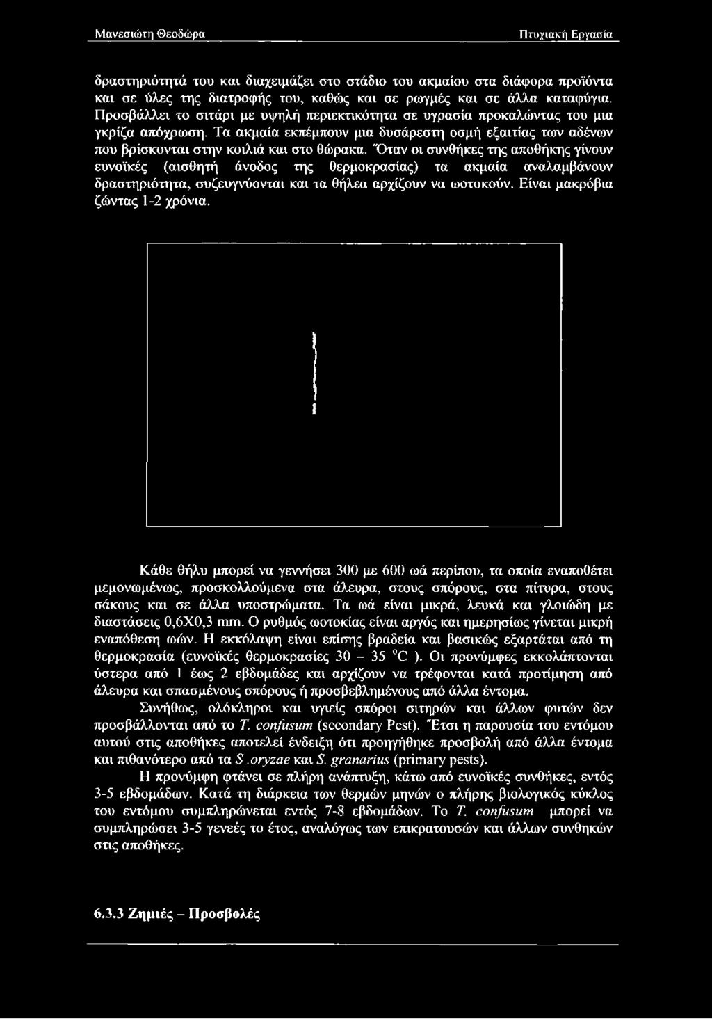 Όταν οι συνθήκες της αποθήκης γίνουν ευνοϊκές (αισθητή άνοδος της θερμοκρασίας) τα ακμαία αναλαμβάνουν δραστηριότητα, συζευγνύονται και τα θήλεα αρχίζουν να ωοτοκούν. Είναι μακρόβια ζώντας 1-2 χρόνια.