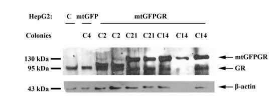 4.3 Έλεγχος επιπέδων έκφρασης μιτοχονδριακού υποδοχέα γλυκοκορτικοειδών σε διαφορετικές αποικίες κυττάρων HepG2-mtGFPGR με ανοσοανίχνευση κατά Western Για τον έλεγχο της ποσοτικής έκφρασης του